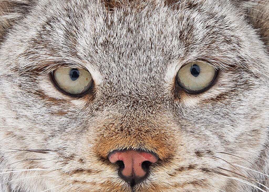 fichier article, Le lynx est une des espèces sauvages protégée dans le parc Yukon Flats. Il est toujours difficile